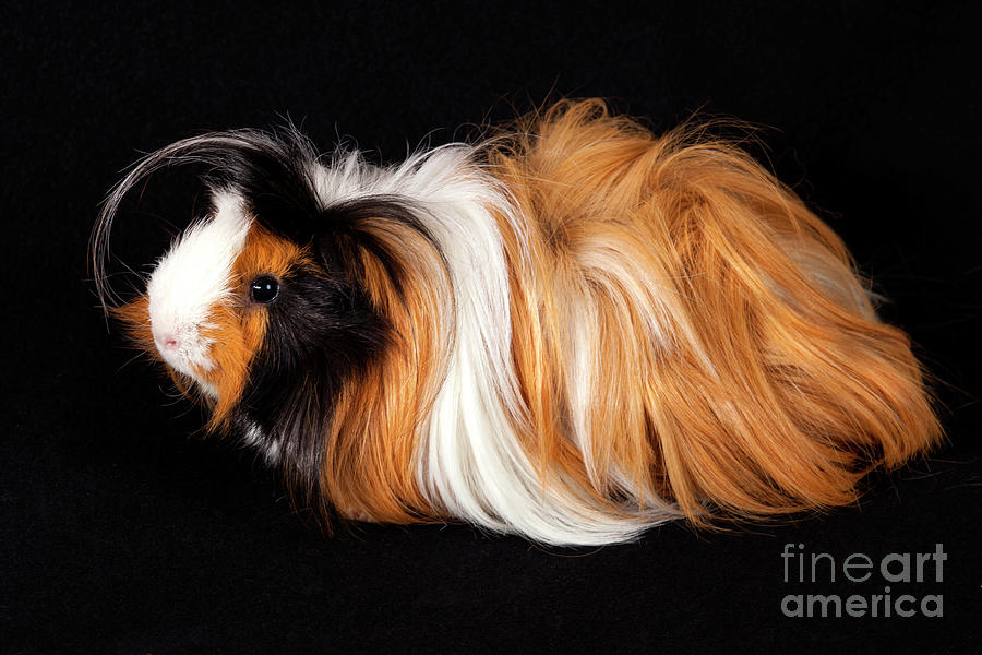 Abyssinian Guinea Pigs #1 Photograph by Anthony Totah