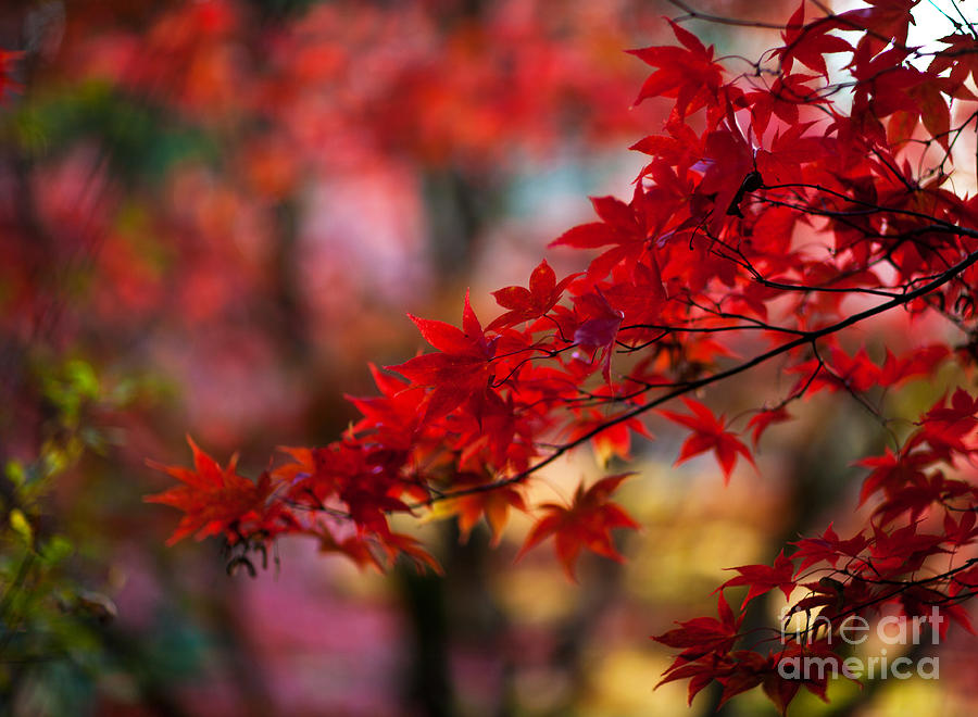 Japanese Maple Leaves Photograph - Acer Kaleidoscope #2 by Mike Reid