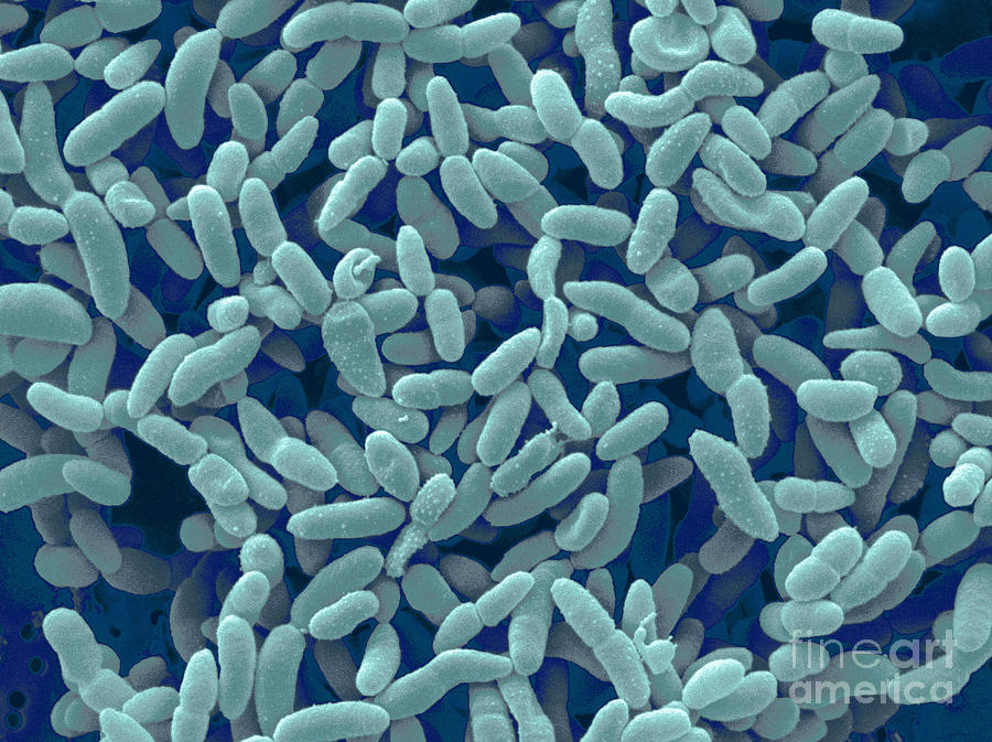 Acetobacter Aceti Bacteria Photograph by Scimat | Fine Art America