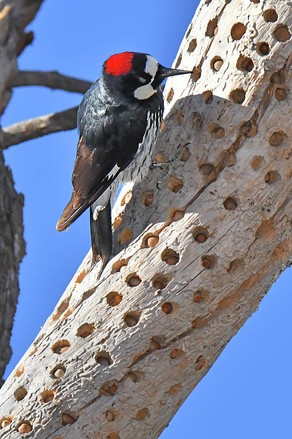 Acorn Woodpecker #1 Photograph by Alan Lenk