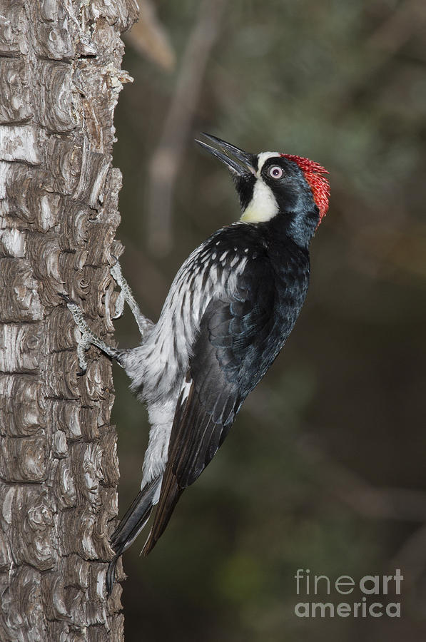 Acorn Woodpecker #1 Photograph by Anthony Mercieca