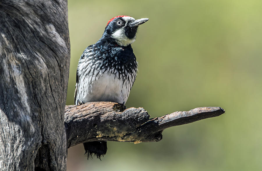 Acorn Woodpecker #2 Photograph by Tam Ryan