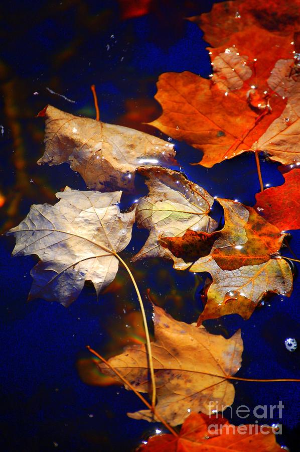 Adirondack Autumn #1 Photograph by Diane E Berry