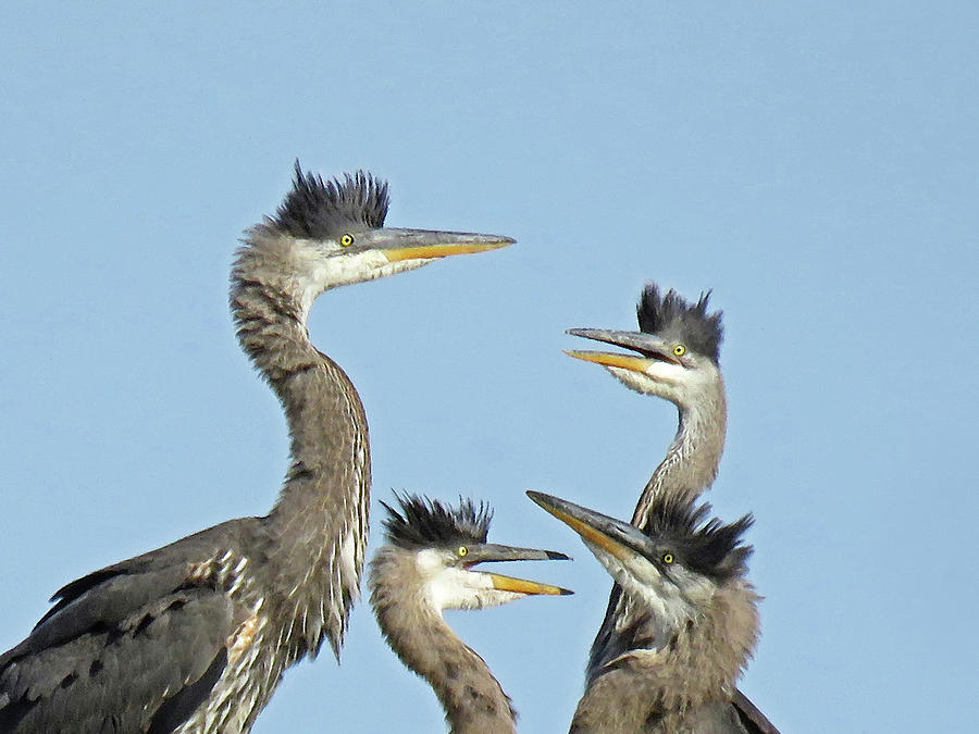 Adolescent Great Blue Herons #1 Photograph by Pat Miller
