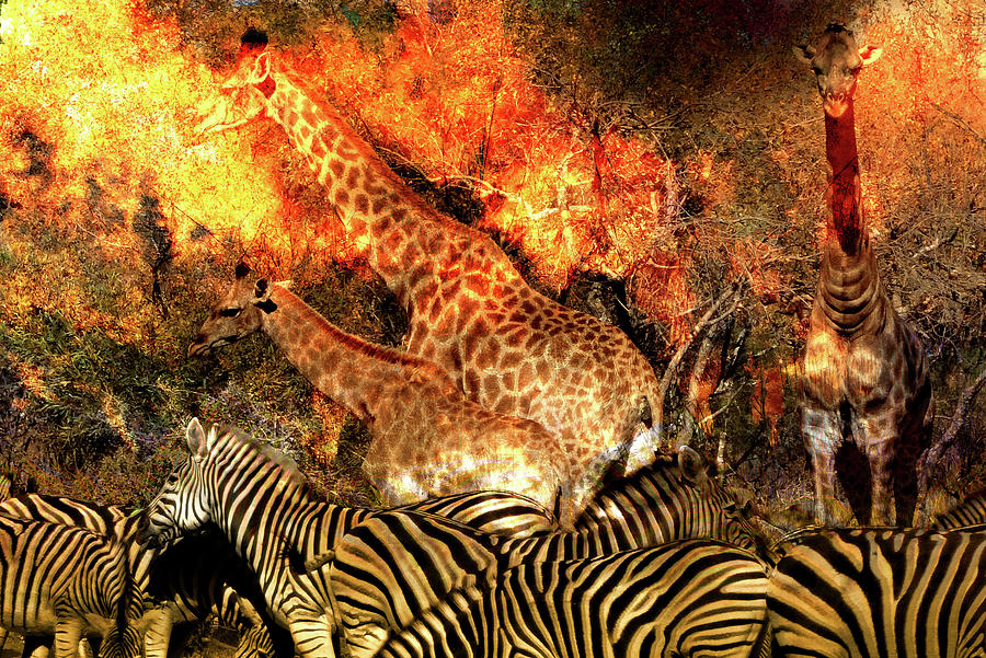 Zebra Digital Art - Africa in Colors #1 by William Bader