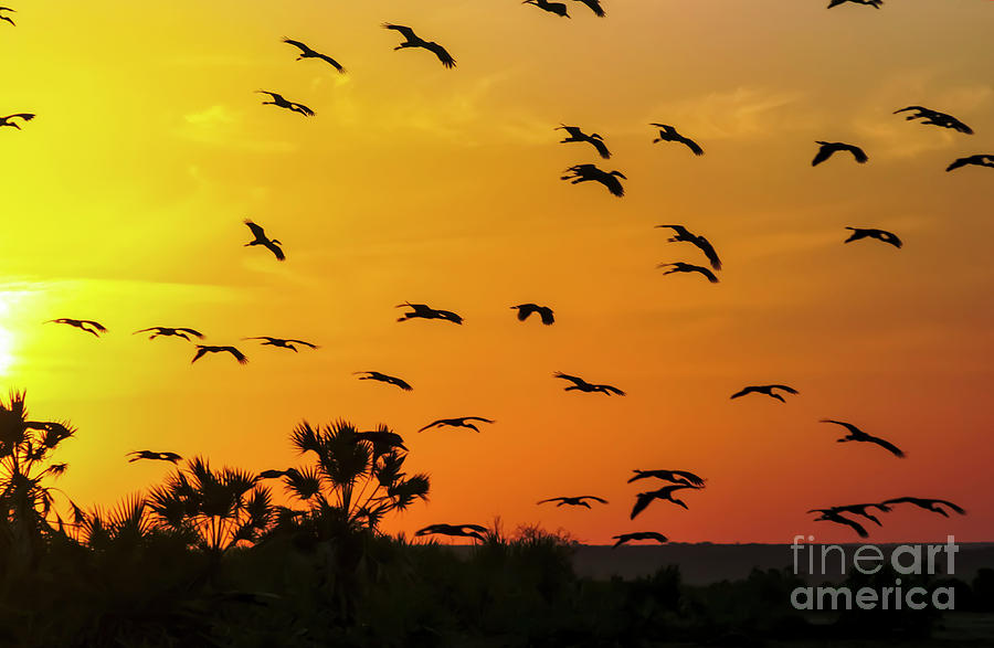 african bird silhouettes