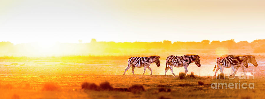 Africa Sunset Landscape Photograph