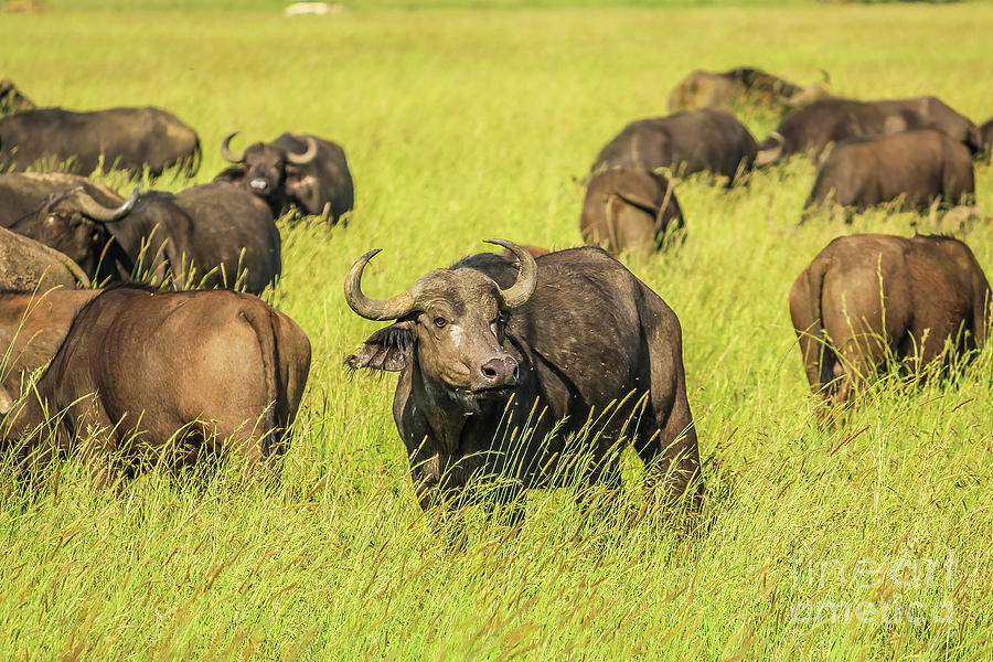 African buffalo #1 Photograph by Benny Marty