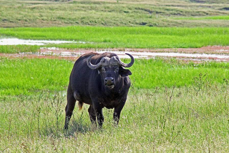 African Buffalo #1 Photograph by Tony Murtagh