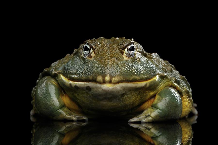 Wildlife Photograph - African bullfrog Pyxicephalus adspersus Frog isolated on Black Background #2 by Sergey Taran