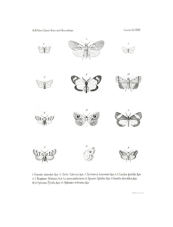 Insects Drawing - African Butterflies #1 by Bernhard Wienker