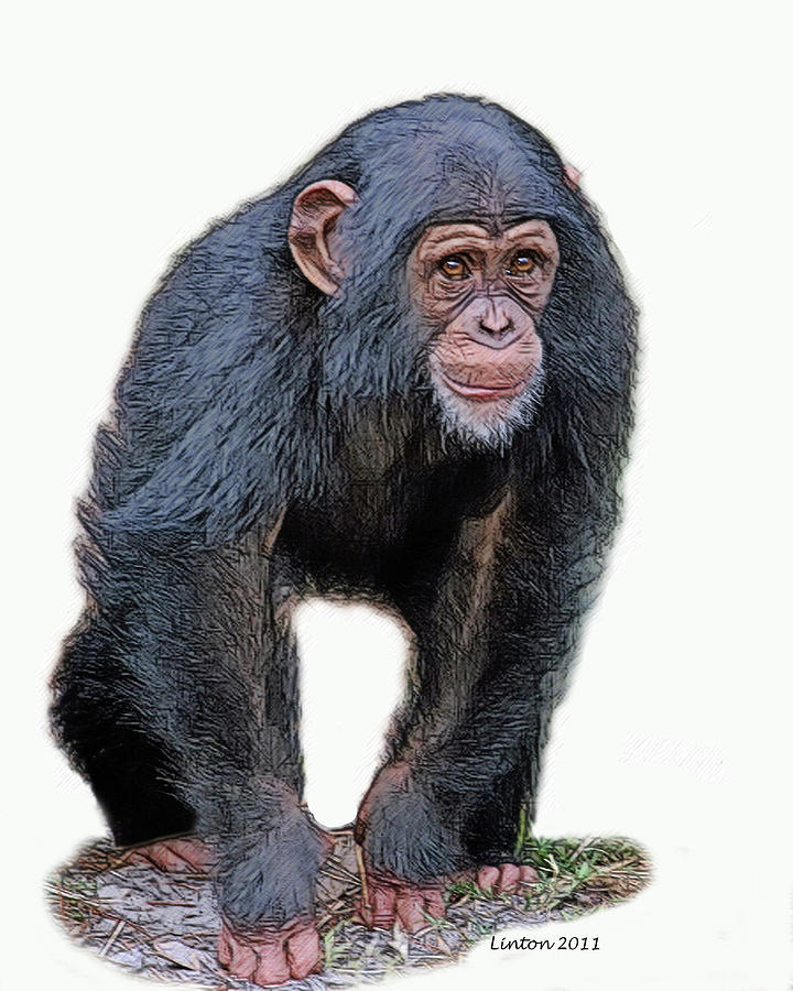 African Chimpanzee #1 Digital Art by Larry Linton