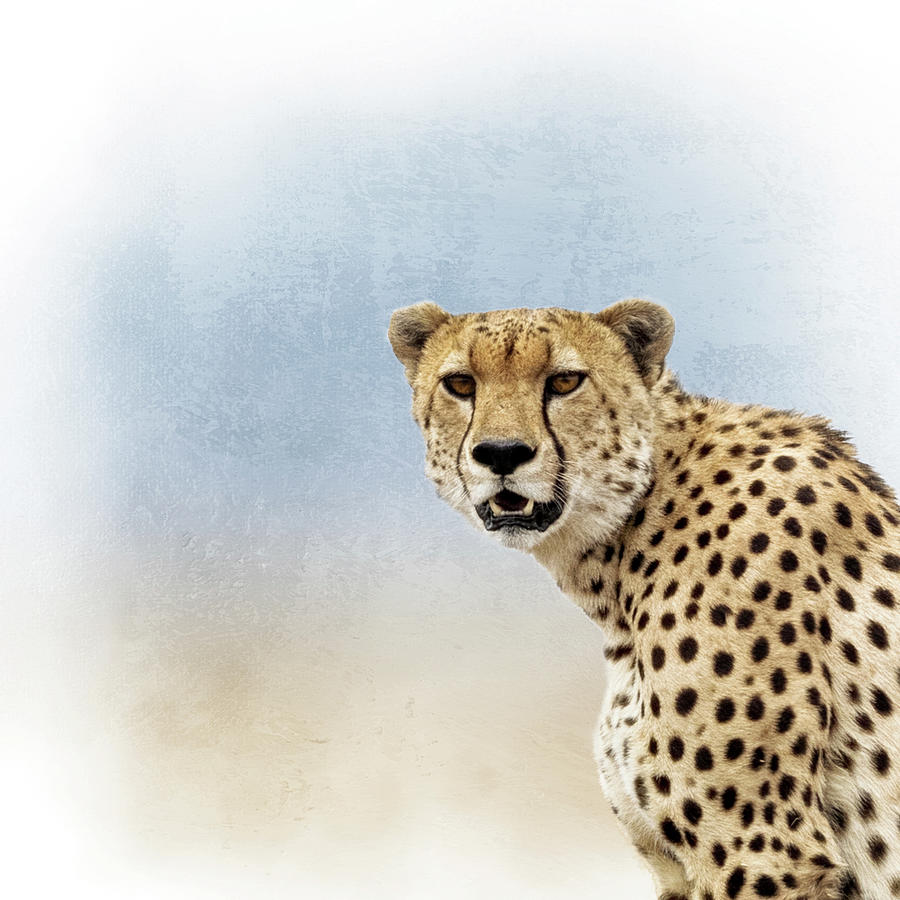 Cheetah Closeup Square Photograph by Good Focused