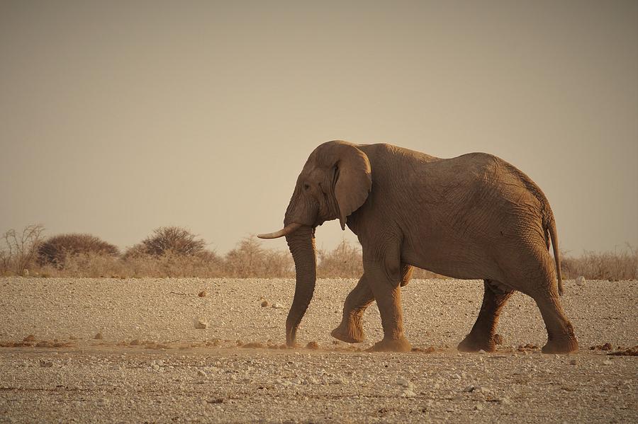 African Elephant #3 Photograph by Ernest Echols