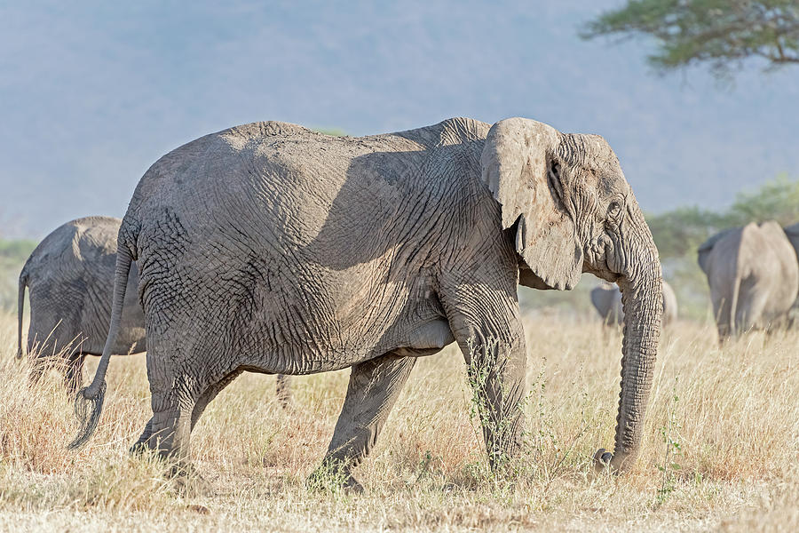 African Elephant in Serengeti National Park #1 Photograph by Marek Poplawski