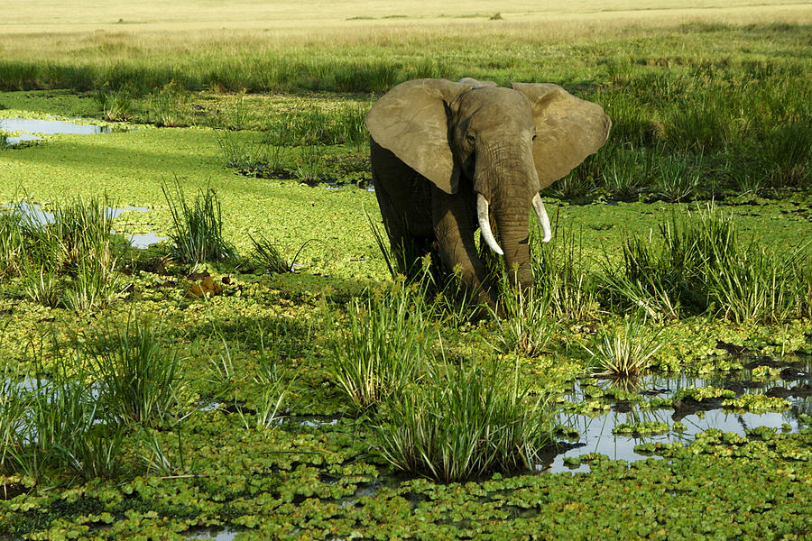African Elephant in Swamp #1 Photograph by Michele Burgess