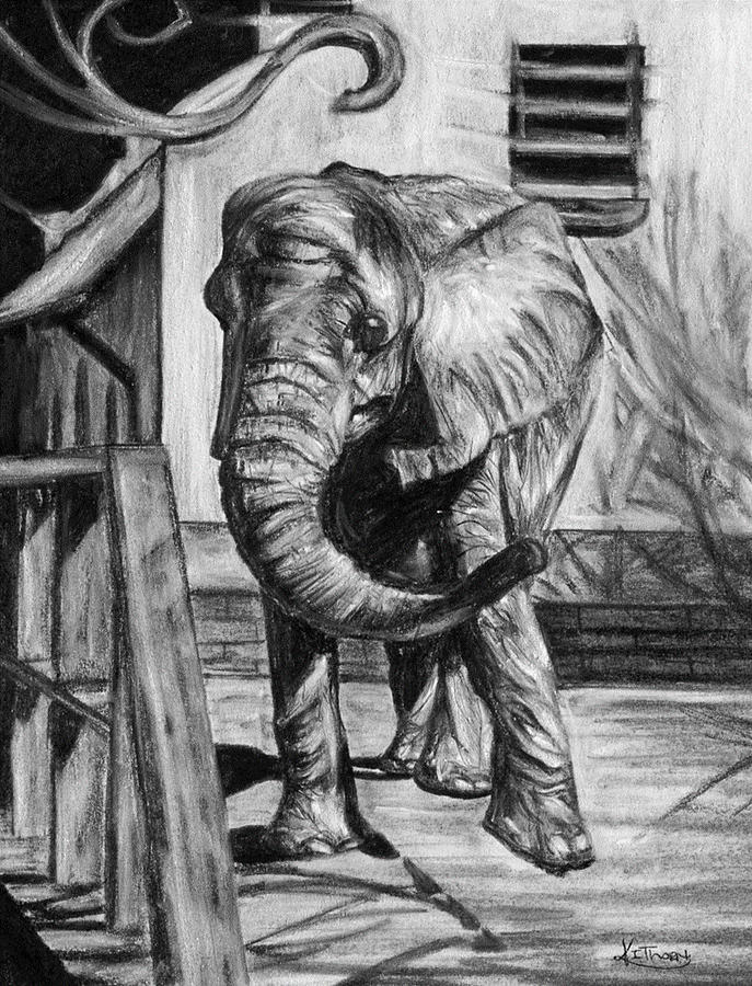 Elephant Drawing - African Elephant by Kacey Thorn