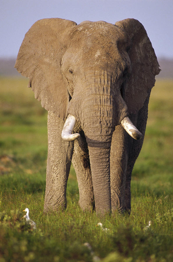African Elephant Loxodonta Africana Photograph by Gerry Ellis