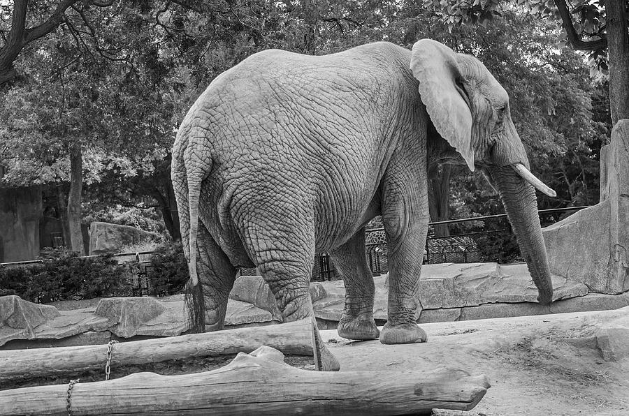 African Elephant #1 Photograph by Susan McMenamin