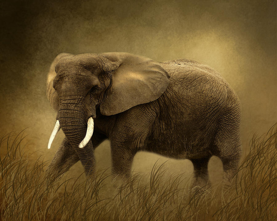 African Elephant #1 Photograph by TnBackroadsPhotos 