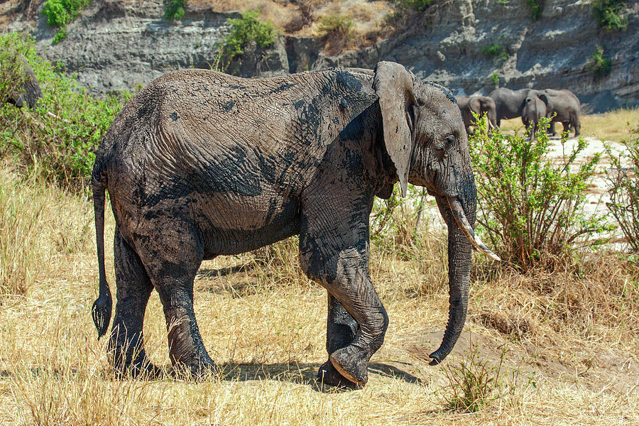 African Elephant Walking #1 Photograph by Sally Weigand