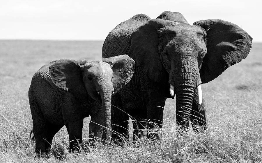Elephant Photograph - African Elephants #1 by Aidan Moran