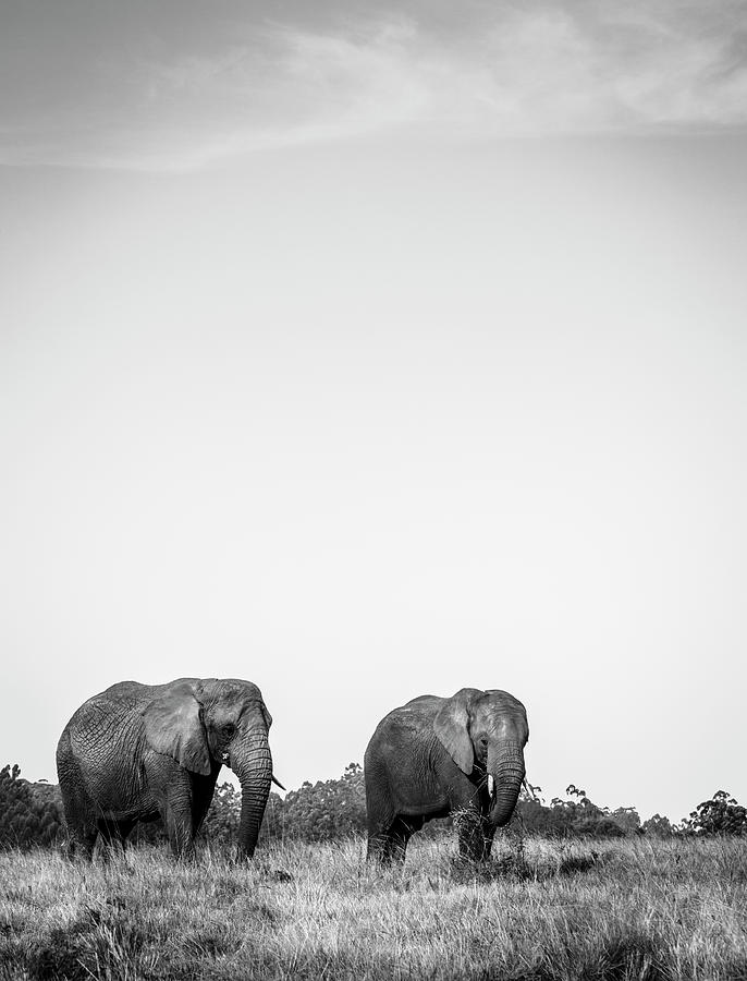 Black And White Photograph - African elephants #1 by Alexey Stiop