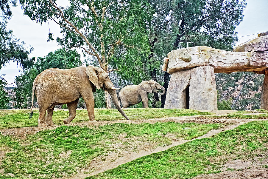 African Elephants in San Diego Zoo Animal Safari Park, California #1 Photograph by Ruth Hager