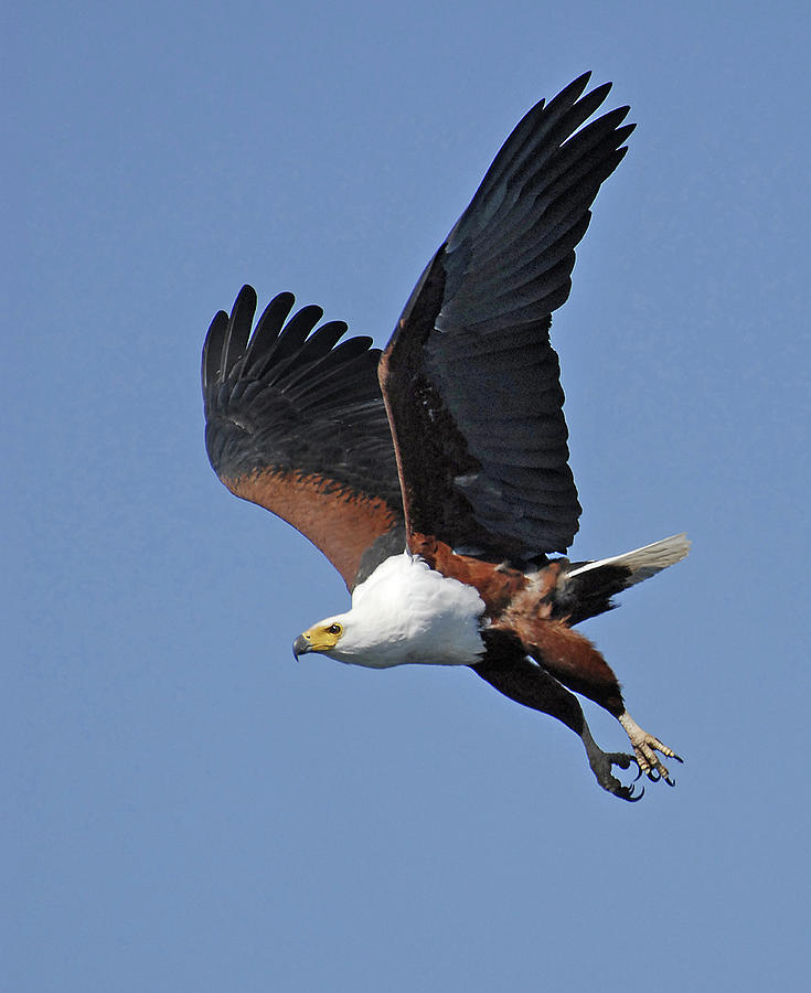 African Fish Eagle Photograph by Ted Keller