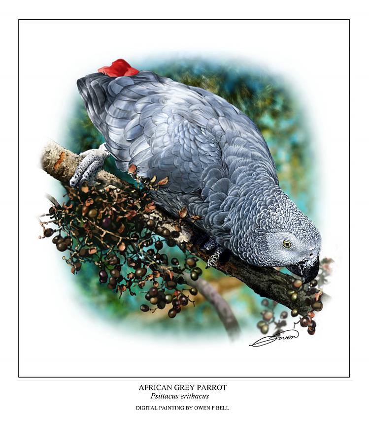 African Grey Parrot #1 Digital Art by Owen Bell