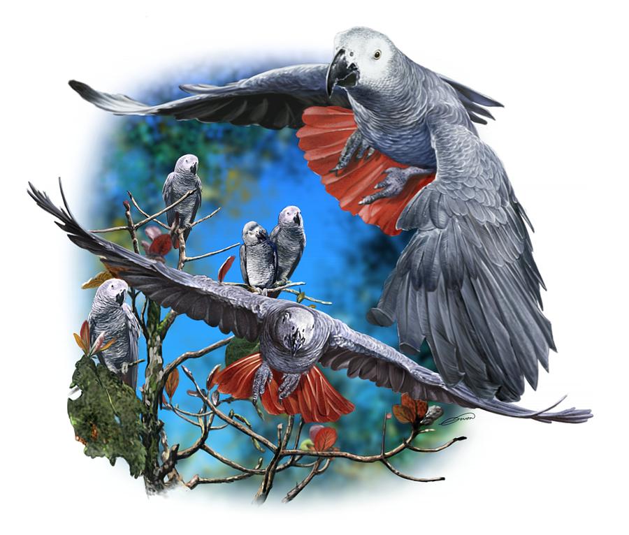 African Grey Parrots #1 Digital Art by Owen Bell