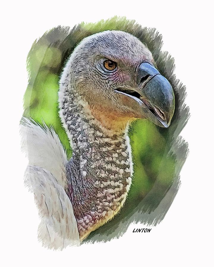 Vulture Digital Art - African Griffon Vulture #1 by Larry Linton