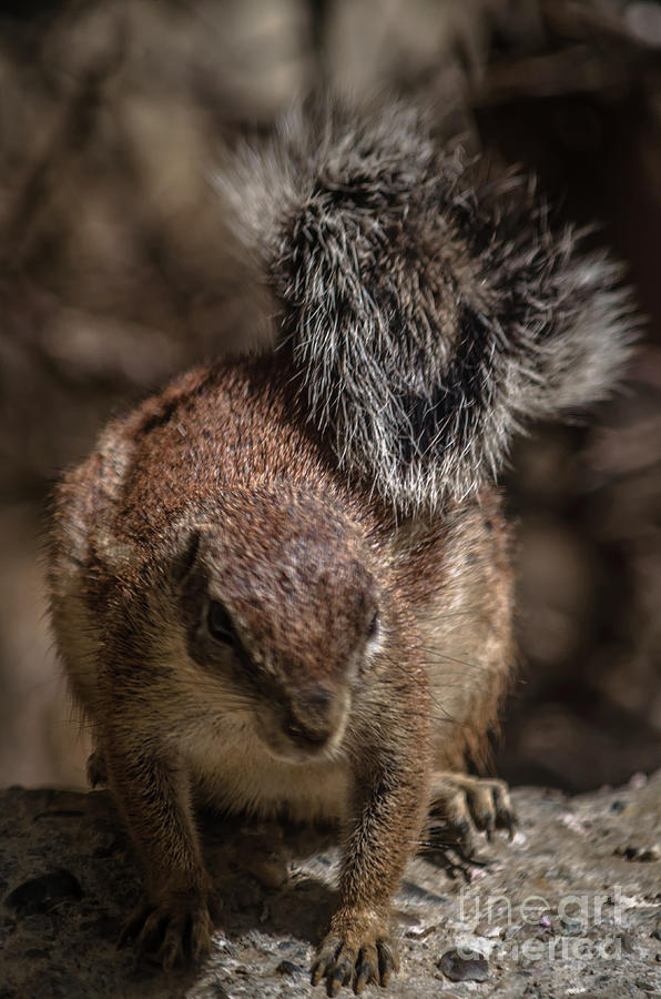 African Ground Squirrel #2 Photograph by Michelle Meenawong