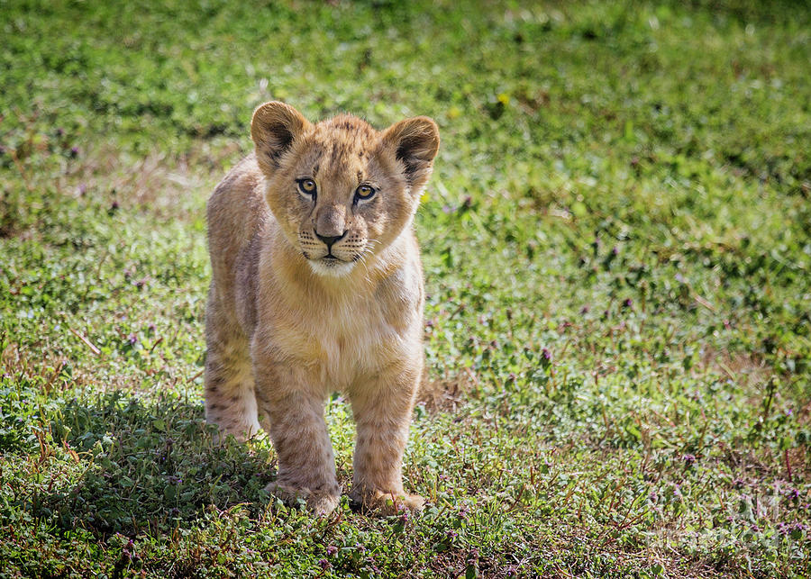 African  Lion  Cub Photograph by Karen Jorstad