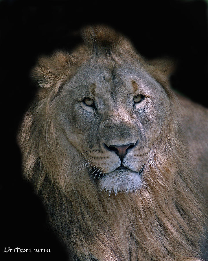 African Lion #1 Photograph by Larry Linton