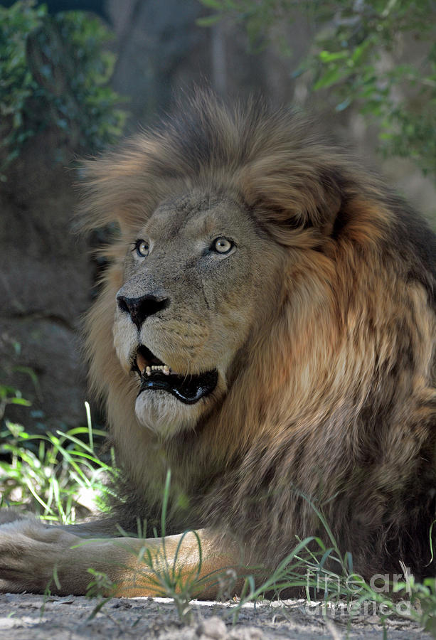 African Lion #1 Photograph by Savannah Gibbs