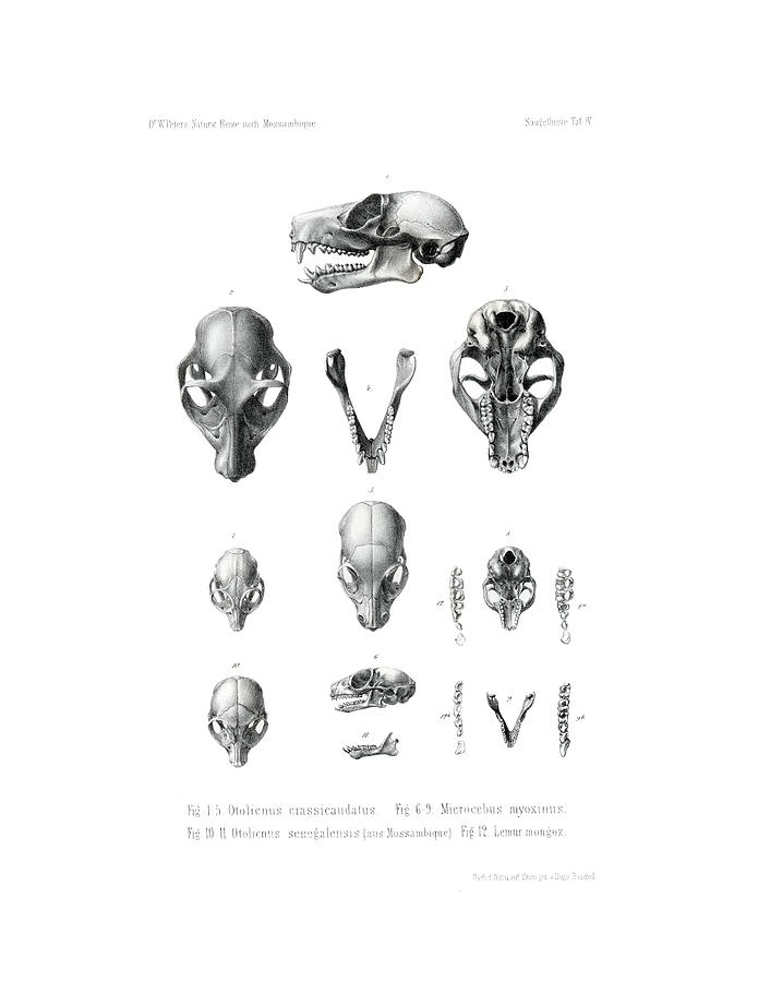 African Mammal skulls #1 Drawing by Hugo Troschel