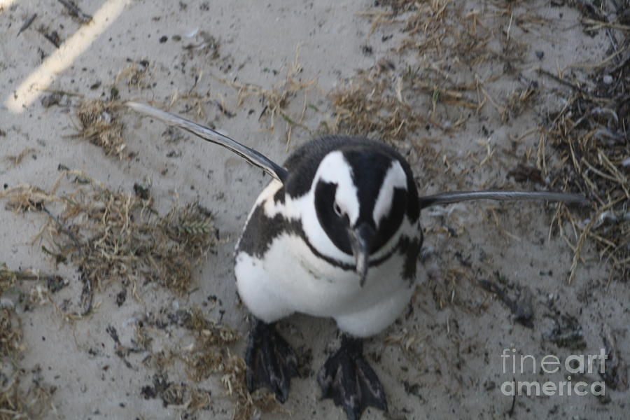 African Penguin #1 Photograph by Bev Conover