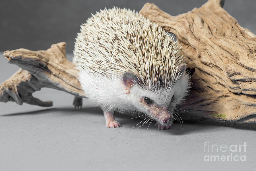 African pygmy hedgehog #1 Photograph by Les Palenik