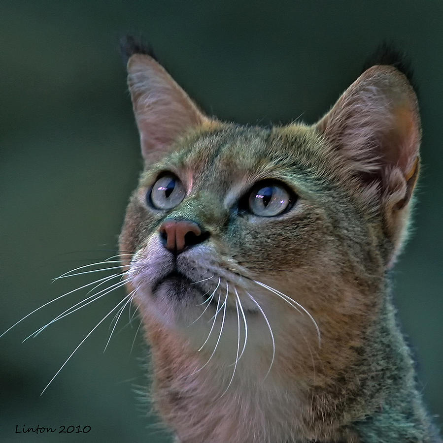 African Wild Cat #1 Photograph by Larry Linton