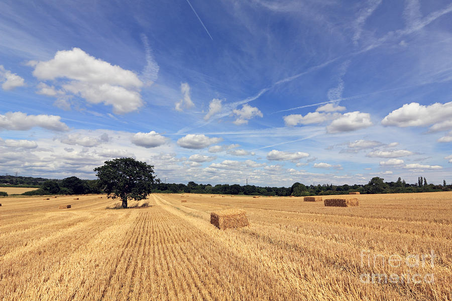 After the Harvest UK #2 Photograph by Julia Gavin