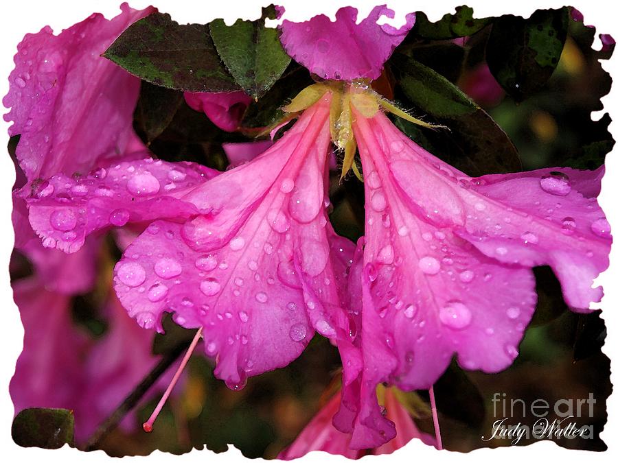 Nature Photograph - After the Rain #1 by Judy  Waller