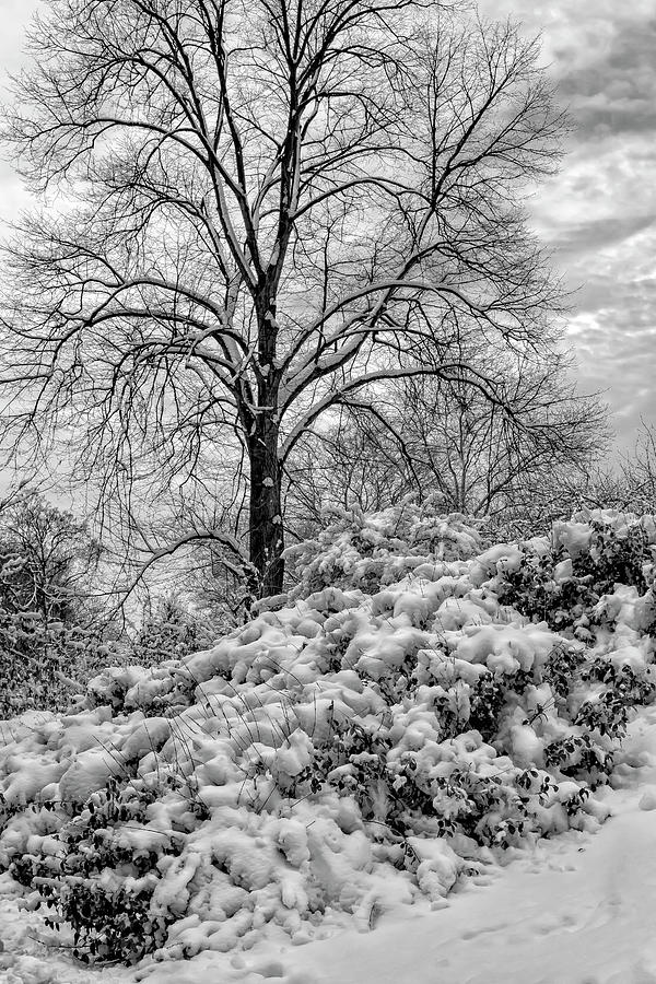 After the Snowstorm #1 Photograph by Robert Ullmann