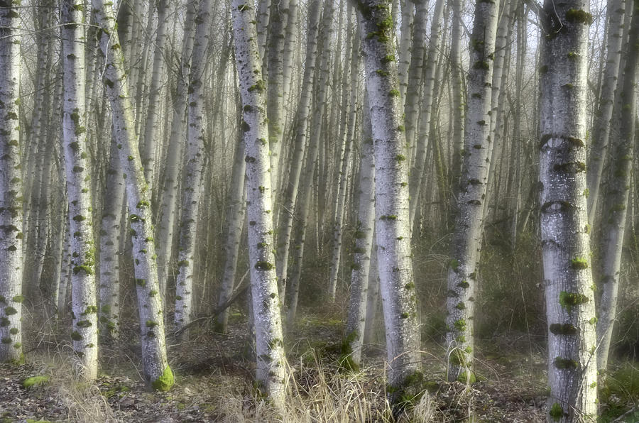 Afternoon Birch Trees Photograph