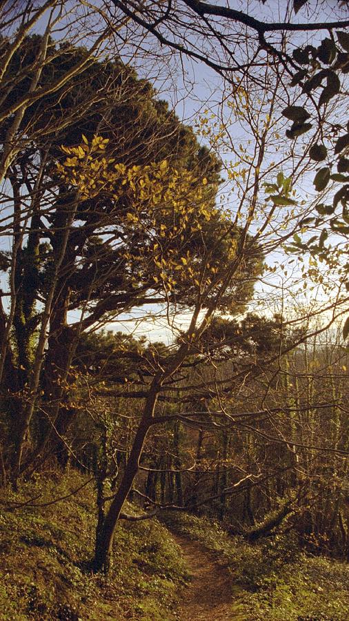 Afternoon Woods #1 Photograph by Philip de la Mare