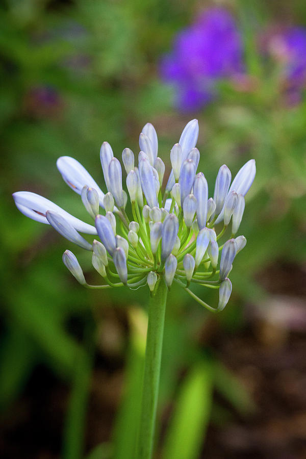 Lily Photograph - Agapanthus Lily of the Nile #1 by Rich Franco