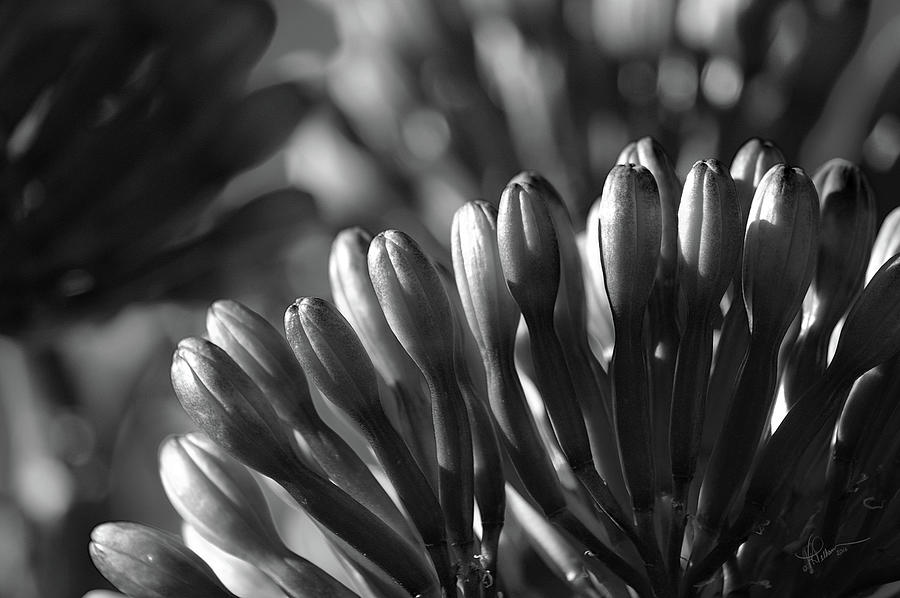 Agave Buds #1 Photograph by Vicki Pelham