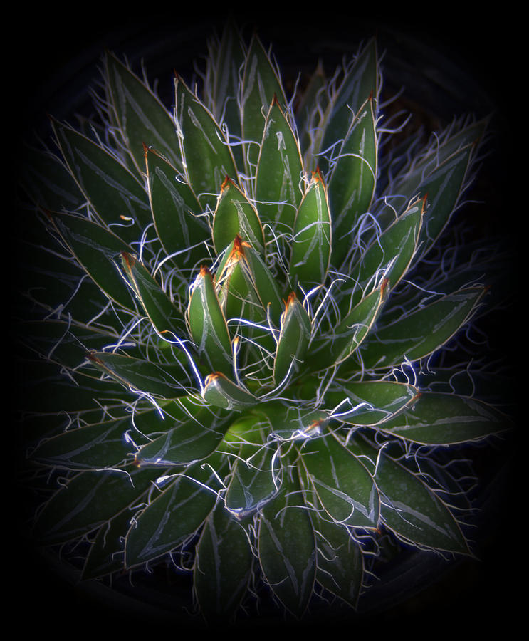 Agave Foliage  #1 Photograph by Nathan Abbott