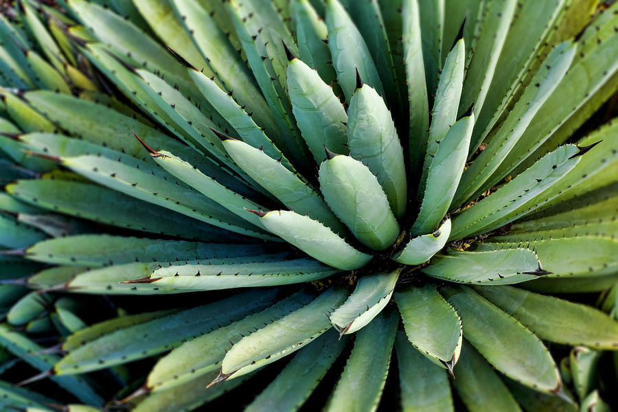 Agave #1 Photograph by Kelley King