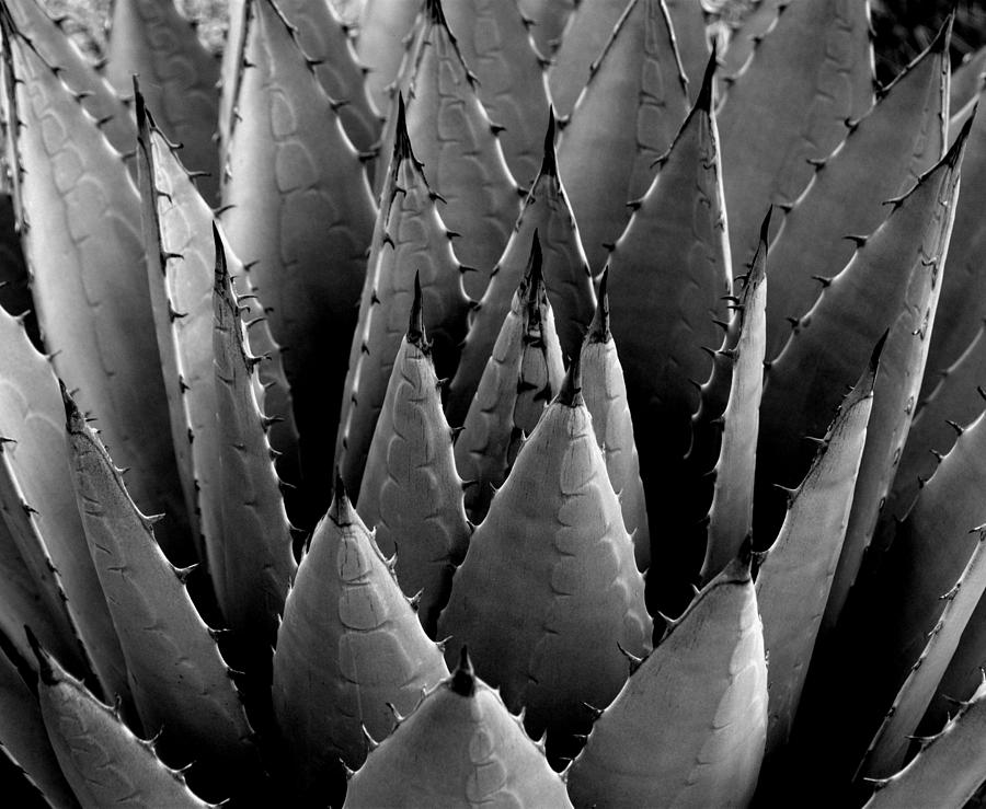 Agave Plant #1 Photograph by Nathan Abbott